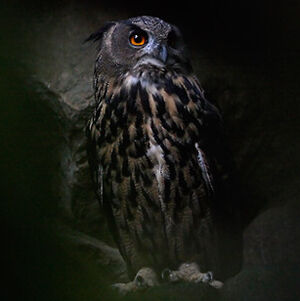 Eurasian Eagle-Owl