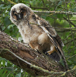 Hibou moyen-duc 
&copy; C�dric Girard