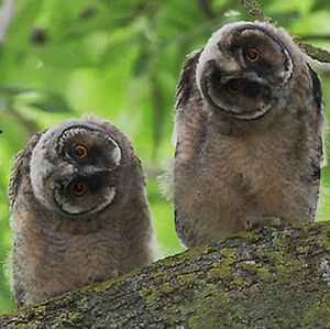 Hibou moyen-duc 
&copy; C�dric Girard