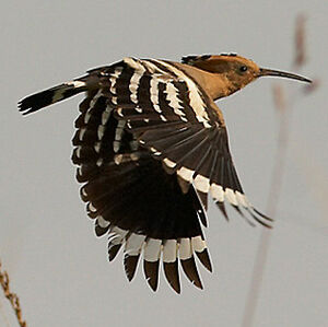 Eurasian Hoopoe