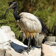 African Sacred Ibis