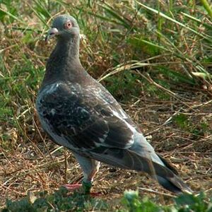 Pigeon biset
