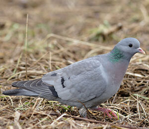 Pigeon colombin 
&copy; C�dric Girard