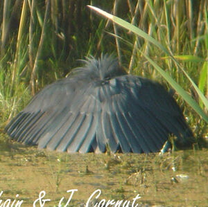 Aigrette ardoisée