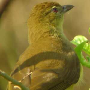 Bulbul � poitrine jaune