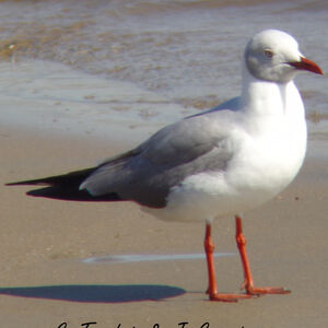 Mouette à tête grise