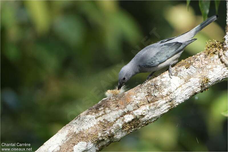Indochinese Cuckooshrike male adult, feeding habits