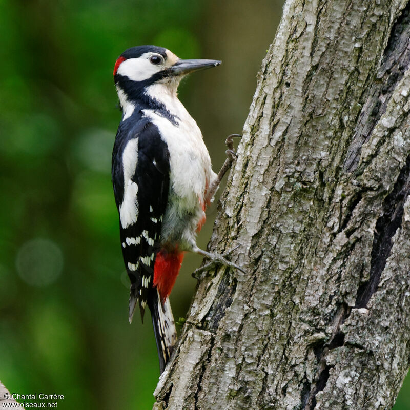 Great Spotted Woodpecker male
