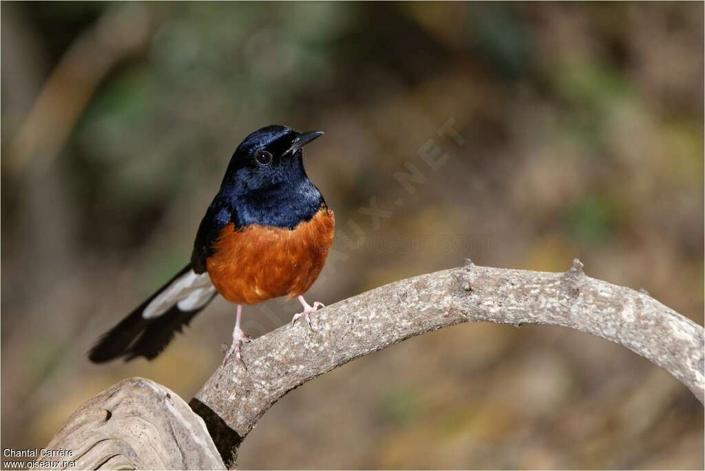 White-rumped Shama male adult