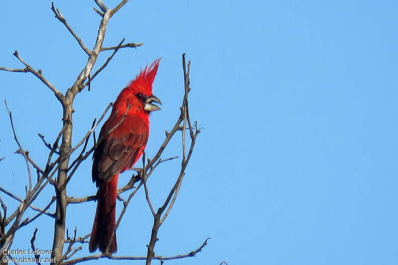 Cardinal vermillon mâle adulte, identification, chant