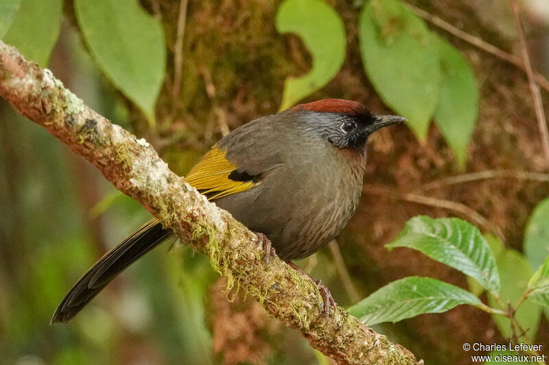 Silver-eared Laughingthrushadult