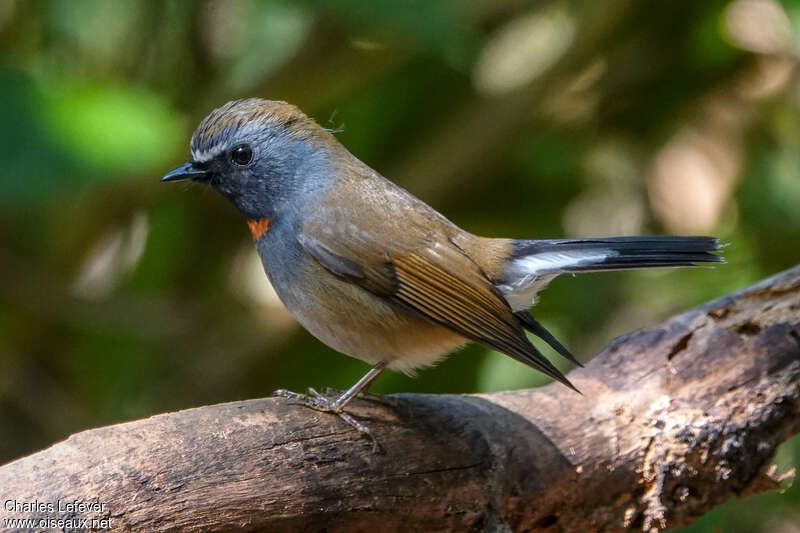 Rufous-gorgeted Flycatcher male adult, identification