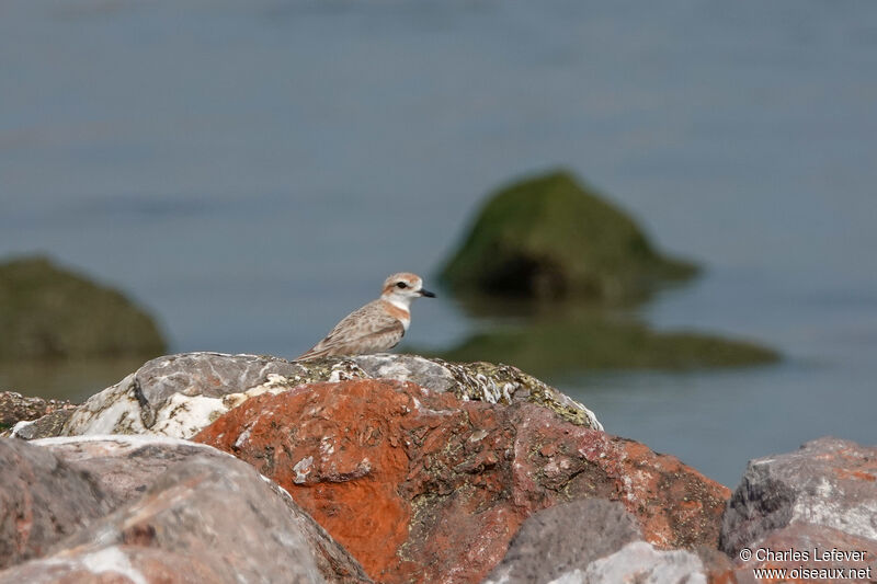 Malaysian Plover female adult