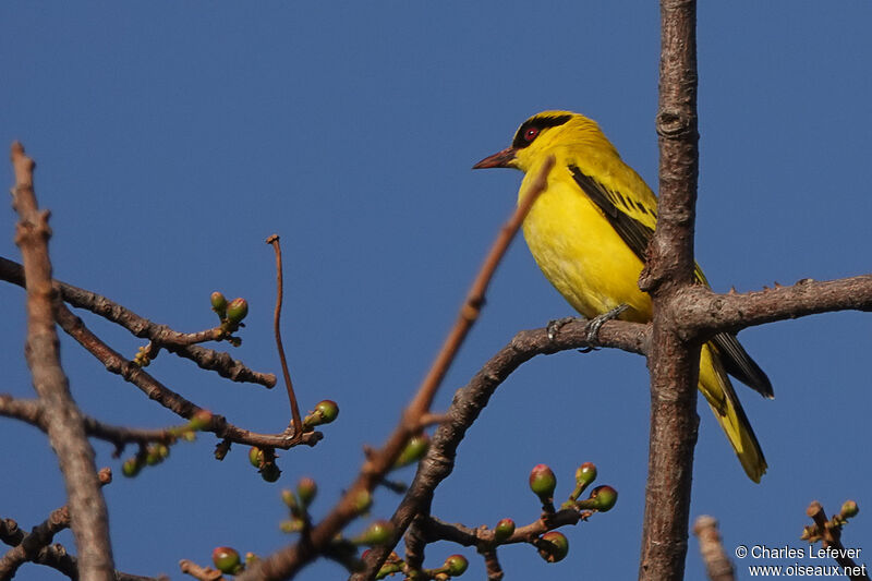 African Golden Oriole male