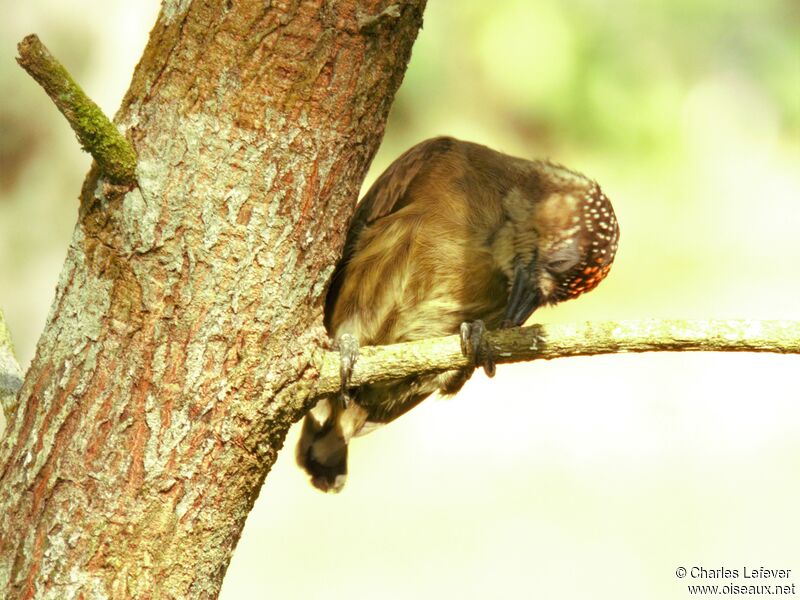 Olivaceous Piculet male adult