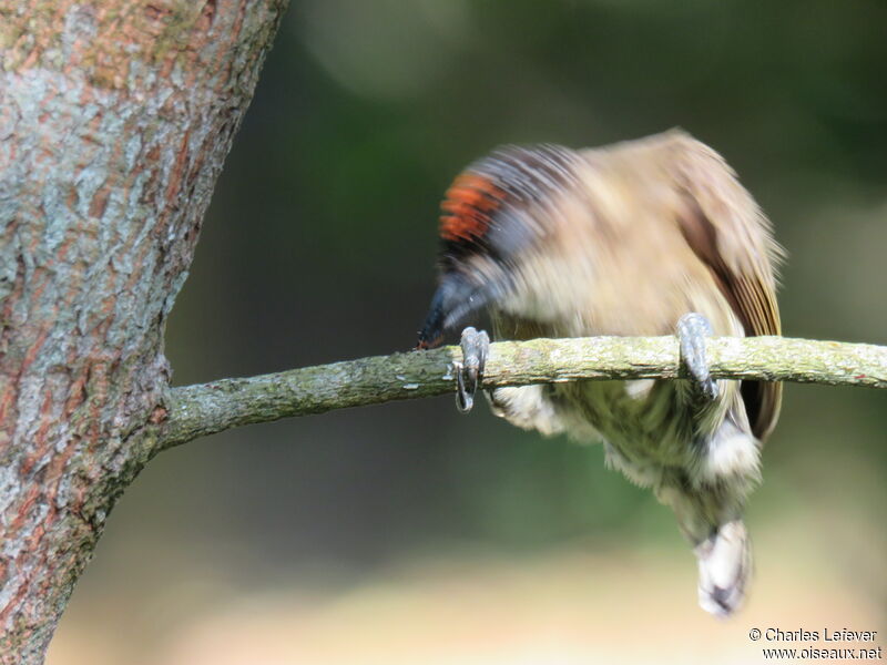 Olivaceous Piculet male adult, eats