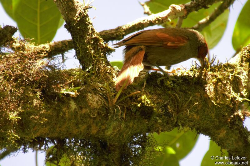Red-faced Spinetailadult, eats