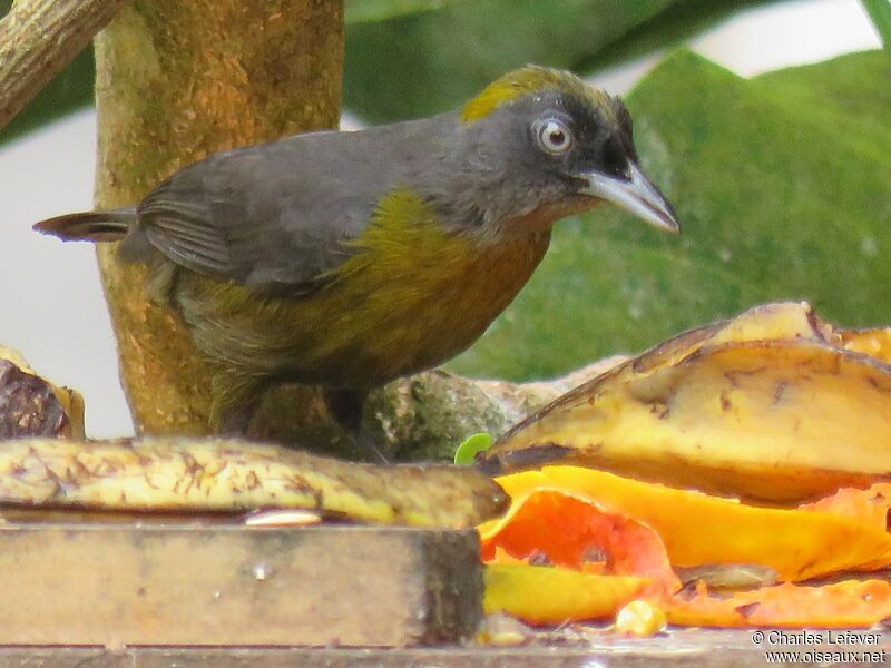 Dusky-faced Tanager male adult, eats