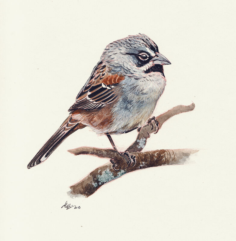 Bridled Sparrow male
