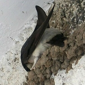 Common House Martin