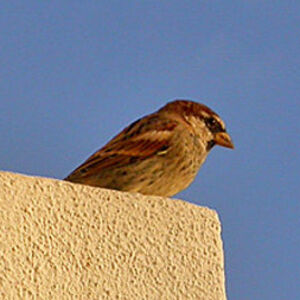 Spanish Sparrow
