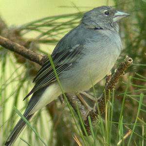 Blue Chaffinch