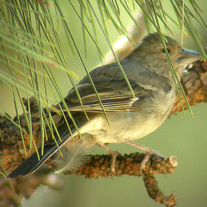 Blue Chaffinch