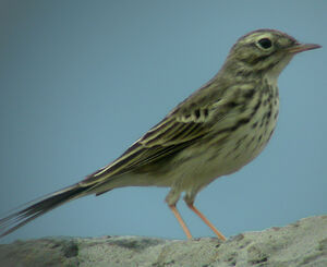 Berthelot's Pipit