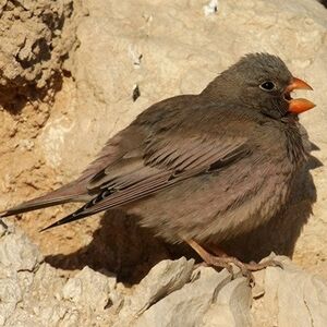 Trumpeter Finch