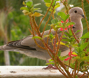 Eurasian Collared Dove