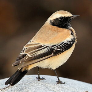 Desert Wheatear 
&copy; Christian Audrin