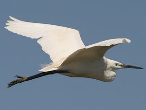 Aigrette garzette