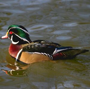Wood Duck