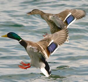 Canard colvert 
&copy; Christian B�chir
