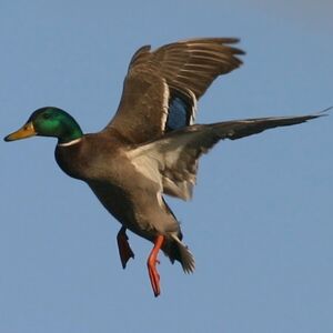 Canard colvert