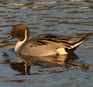 Northern Pintail
