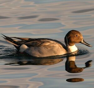 Northern Pintail 
&copy; Christian B�chir