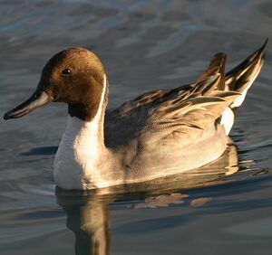 Northern Pintail 
&copy; Christian B�chir