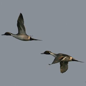 Northern Pintail 
&copy; Christian B�chir