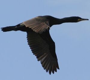 Cormoran hupp�