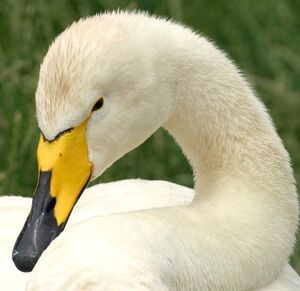Whooper Swan