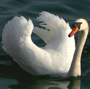 Mute Swan