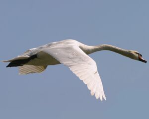 Mute Swan