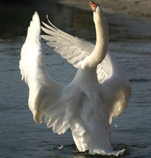 Résultat de recherche d'images pour "cygne vol"