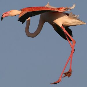 Flamant rose