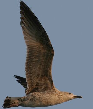 Great Black-backed Gull 
&copy; Christian B�chir