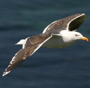 Great Black-backed Gull 
&copy; Christian B�chir