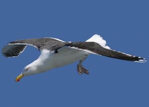 Great Black-backed Gull 
&copy; Christian B�chir