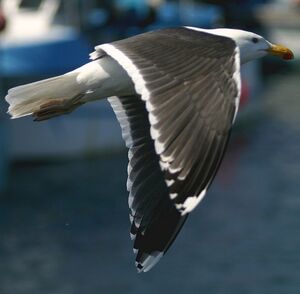 Great Black-backed Gull 
&copy; Christian B�chir