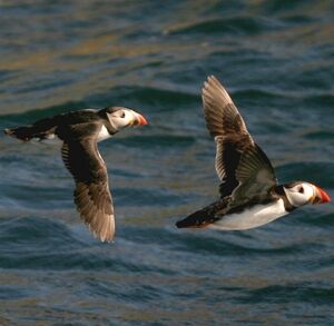 Atlantic Puffin